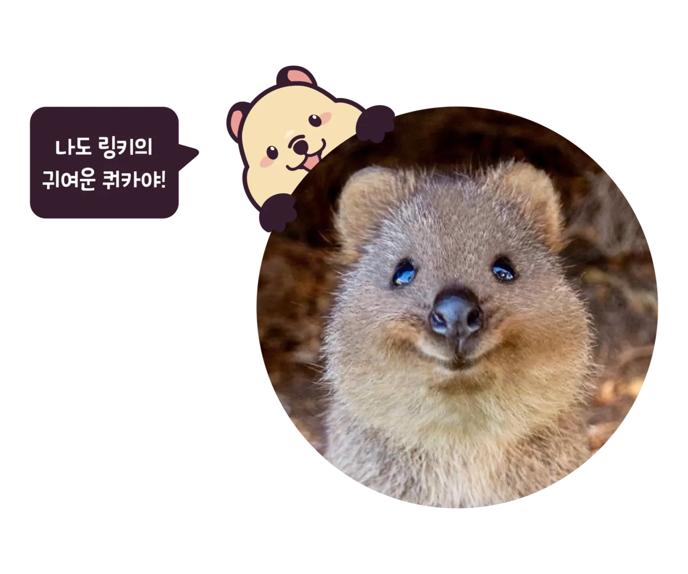링키 마스코트 쿼카 캐릭터와 실제 쿼카 사진 — '나도 링키의 귀여운 쿼카야!'